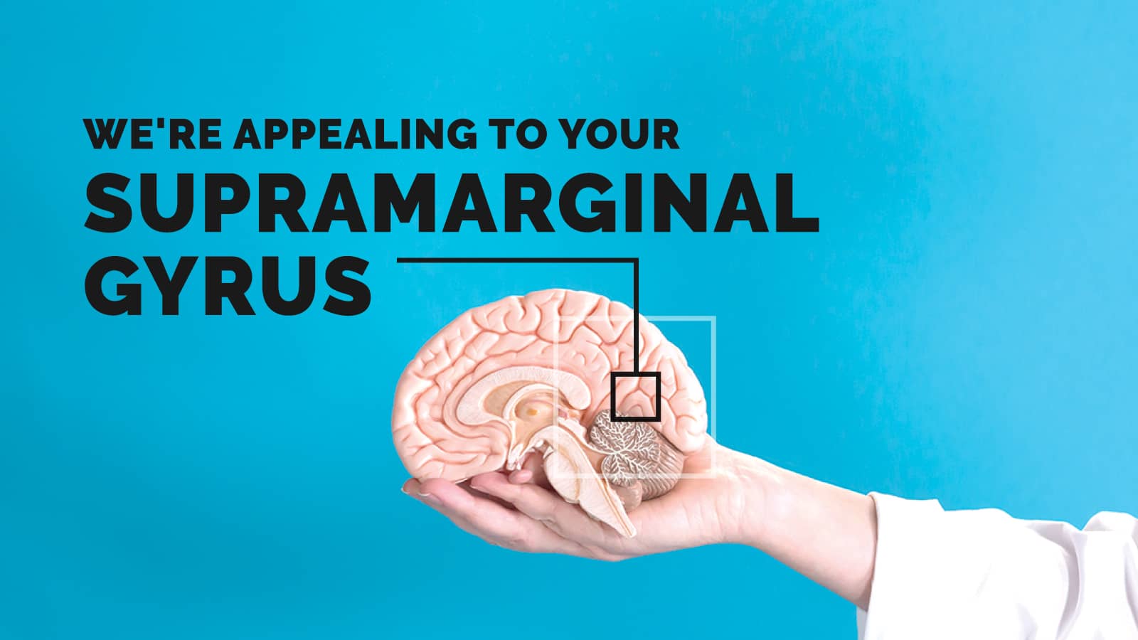 a hand holding a model of a humain brain - Use your supramarginal gyrus