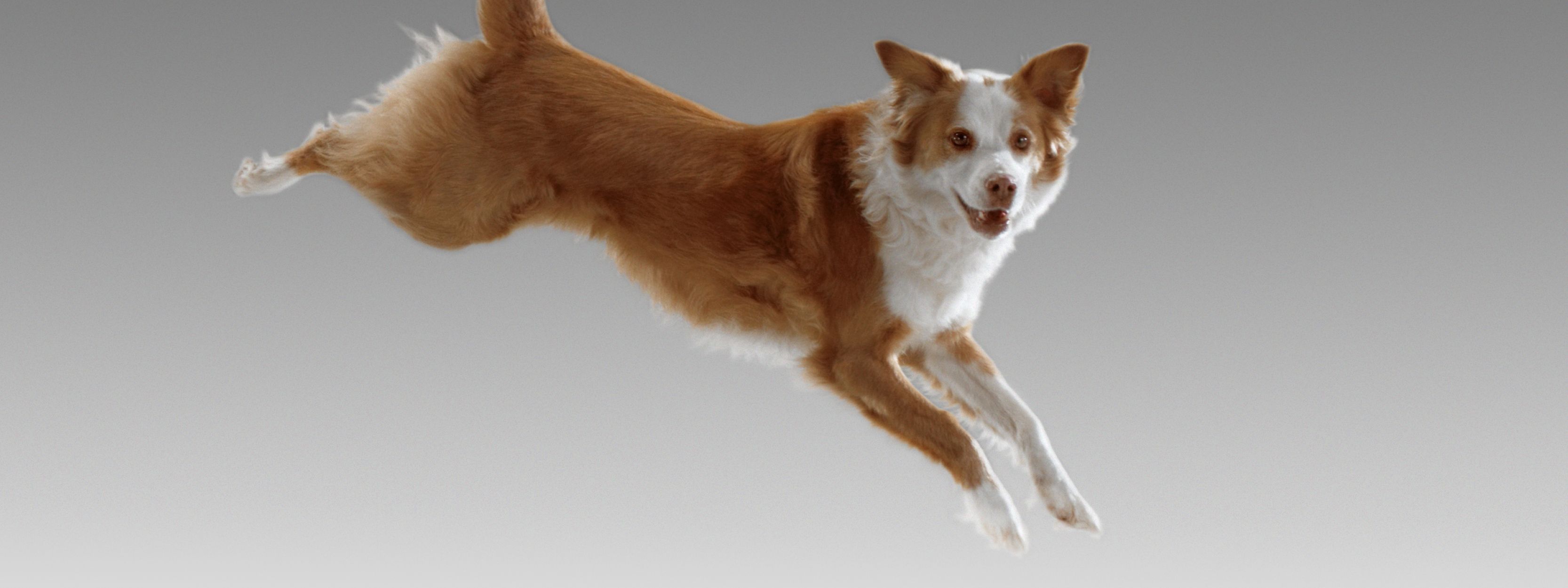 A dog doing a large jump