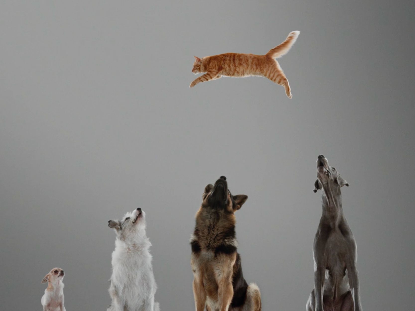 A cat leaping over 4 dogs