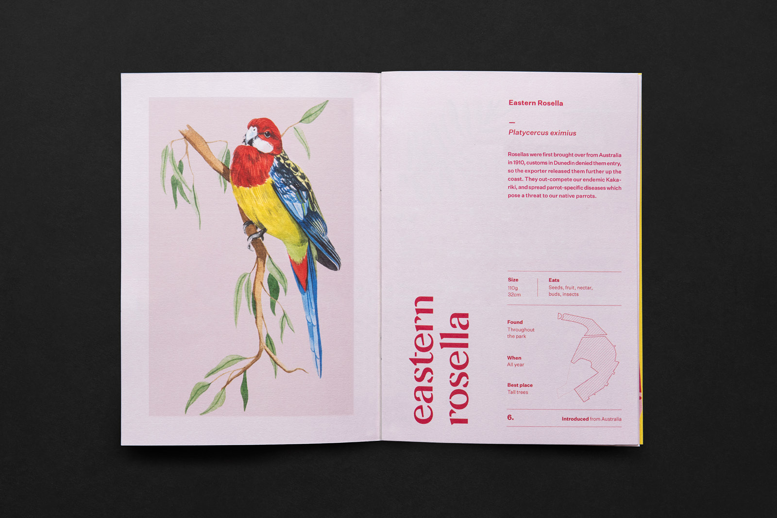 Open pages with illustration and information about the Eastern Rosella
